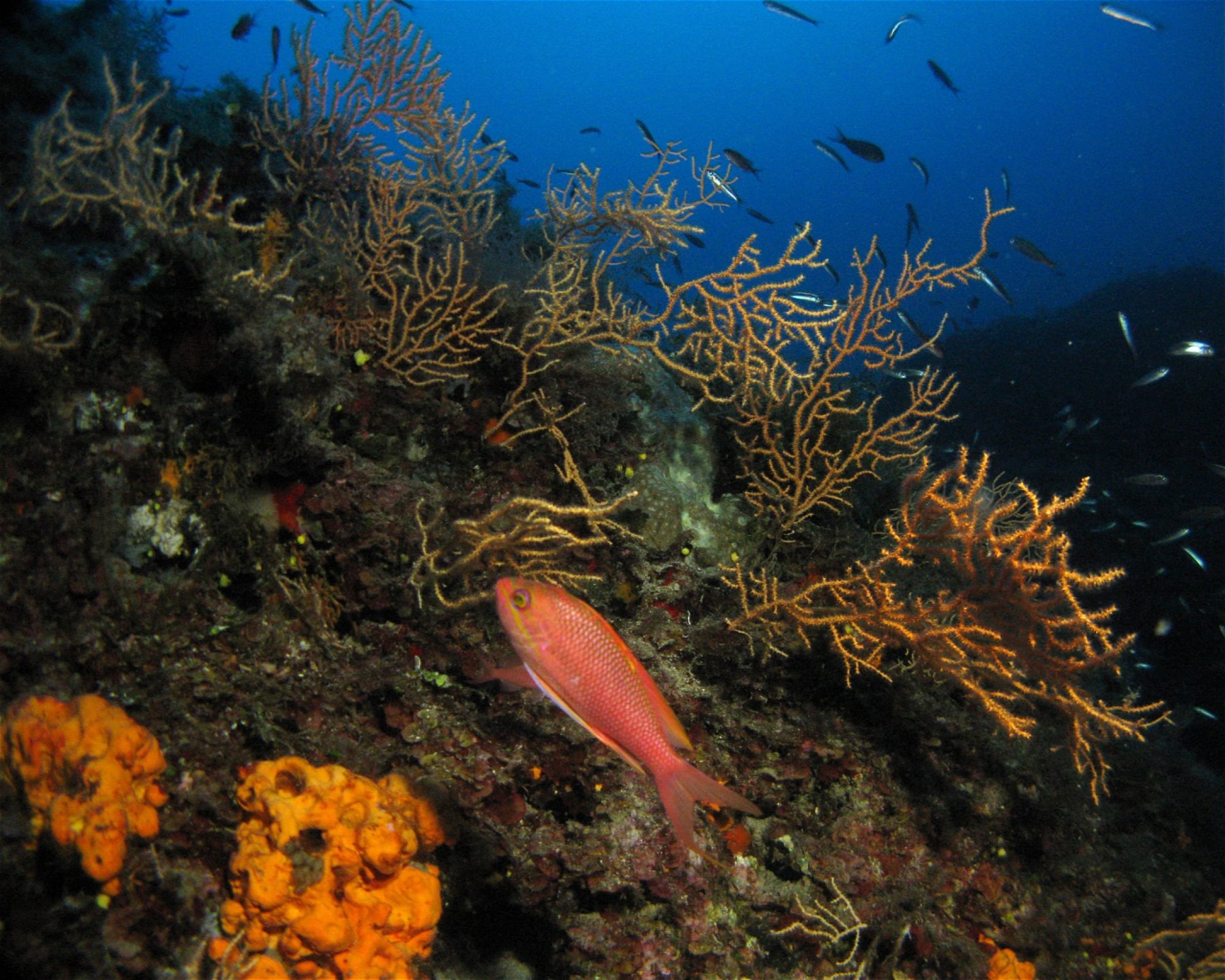 AZURE DIVING CENTER, 63072 TORONI
