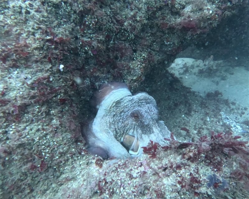 Divesite Image