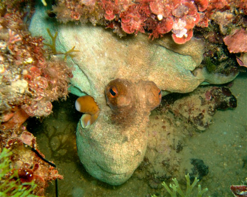 Divesite Image