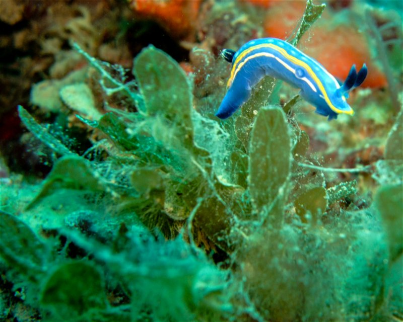 Divesite Image