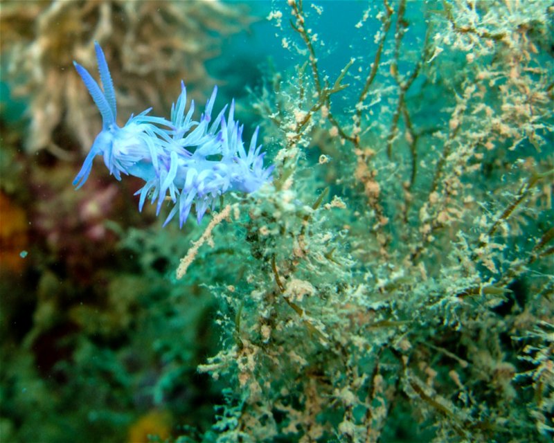 Divesite Image