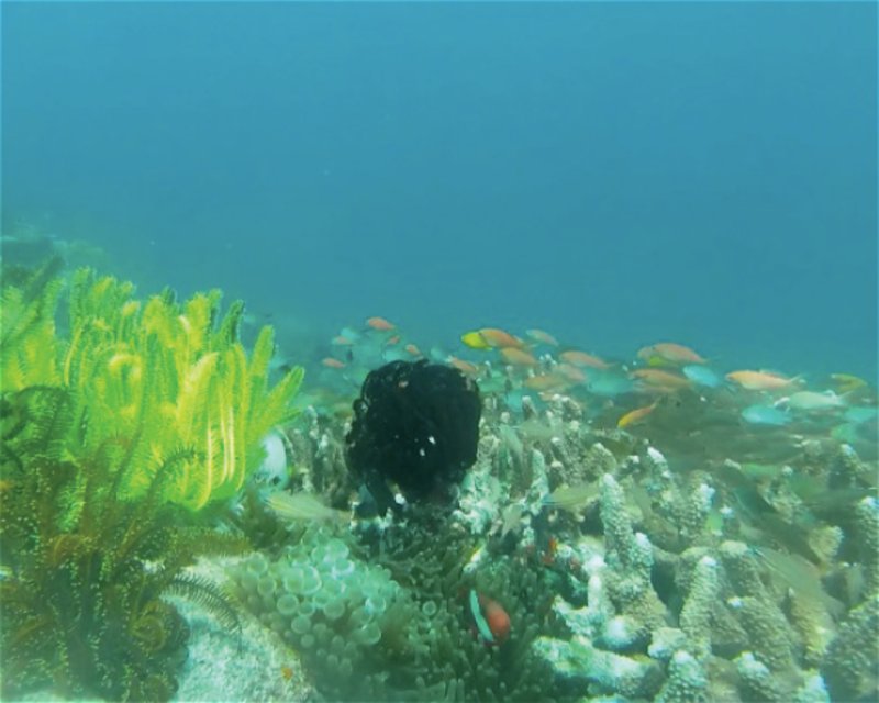 Divesite Image