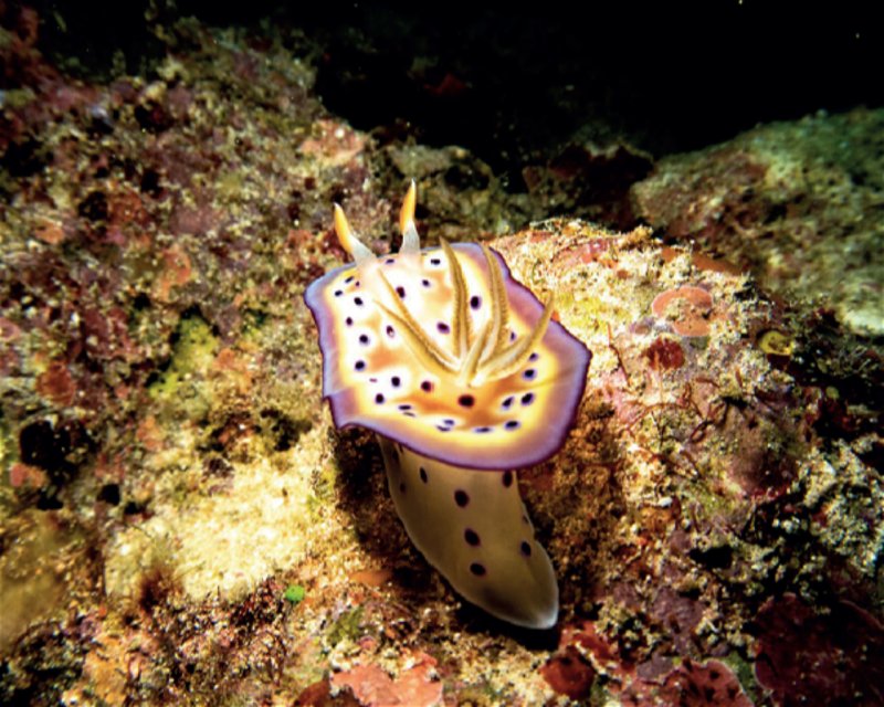 Divesite Image