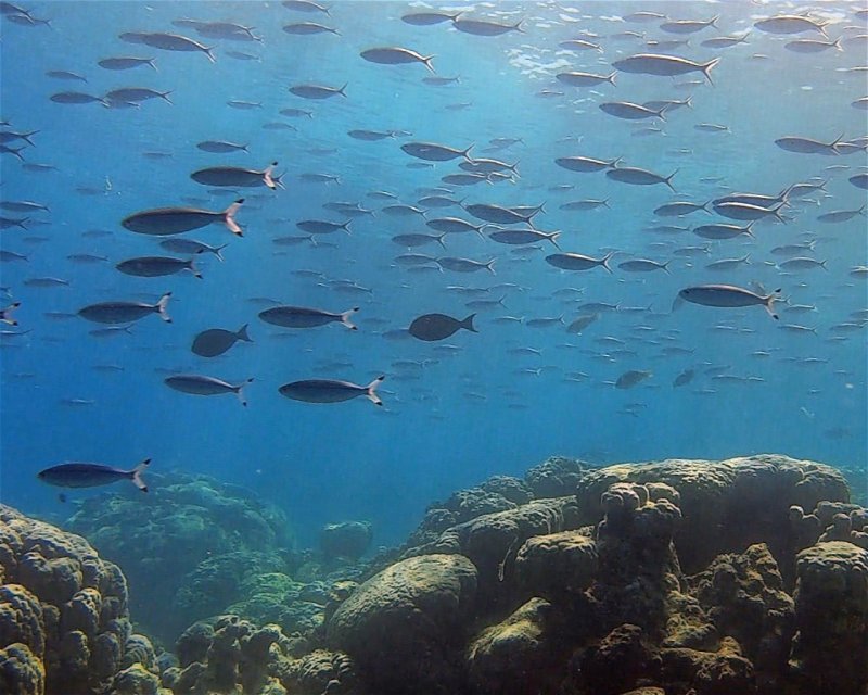 Divesite Image