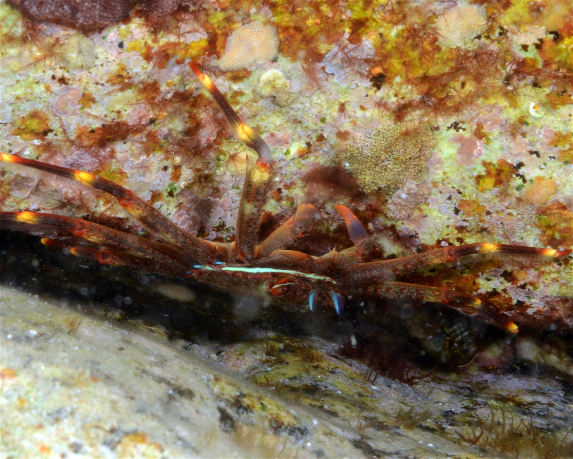MEGALE HELLAS DIVING CENTER, 89046 MARINA DI GIOIOSA JONICA