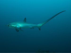 Daedalus Reef <span class=" text-sm"> (★4.3)</span>