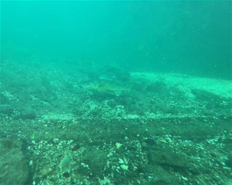 Divesite Image