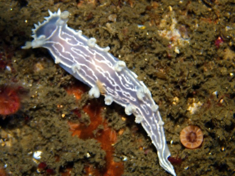 Divesite Image