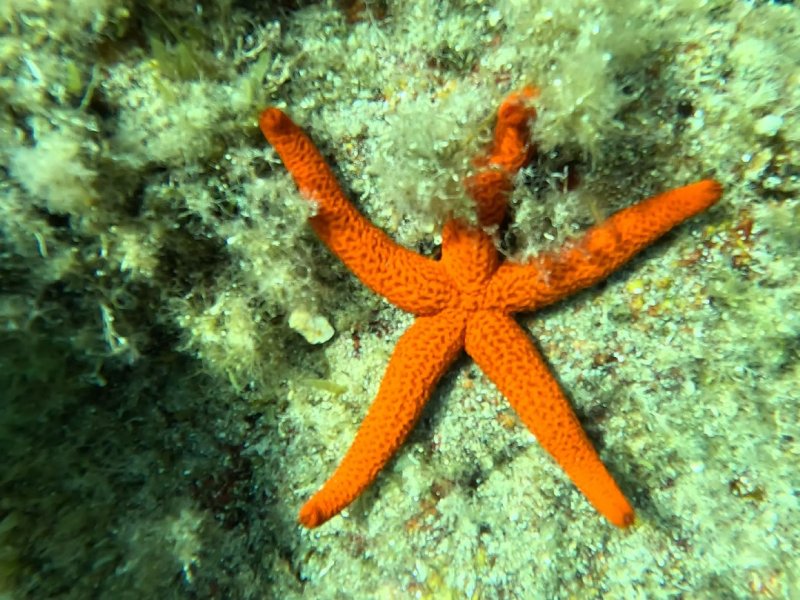 Divesite Image