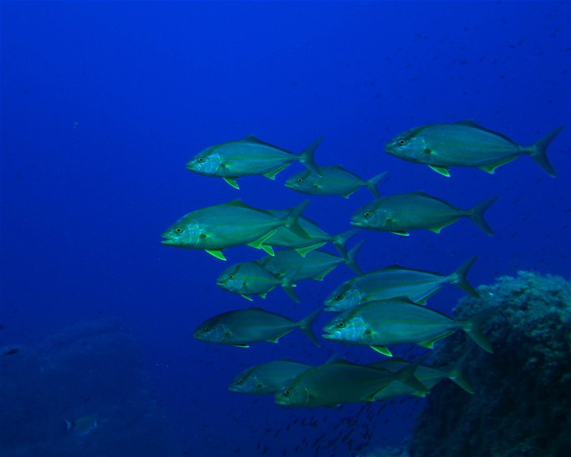 Divesite Image