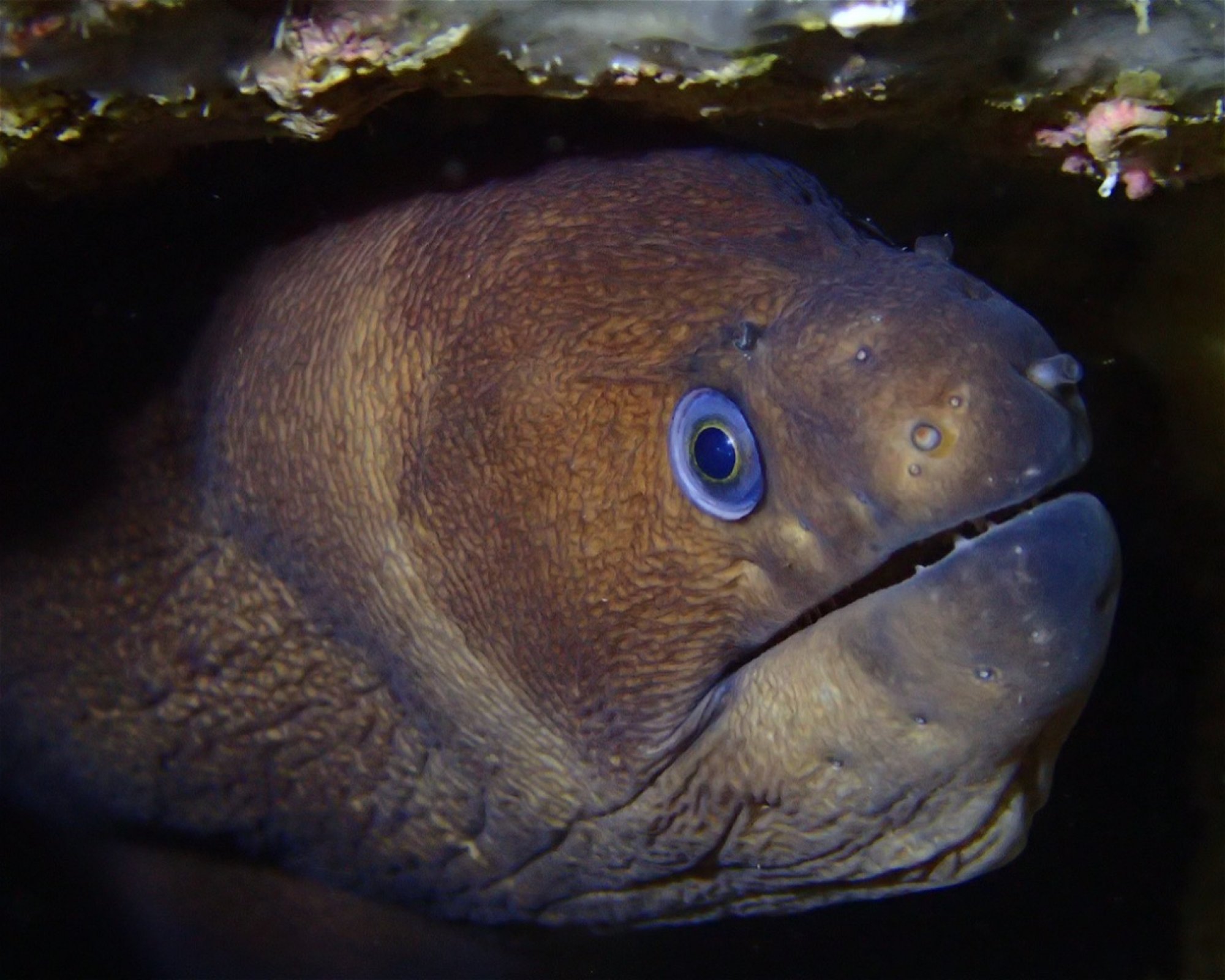 Rubicon Diving, 35580 Playa Blanca