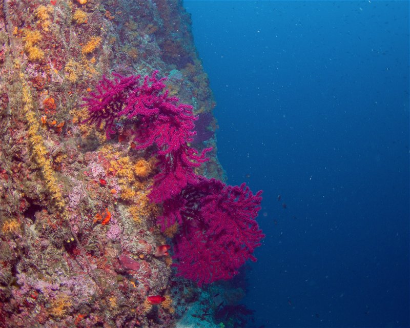 Divesite Image