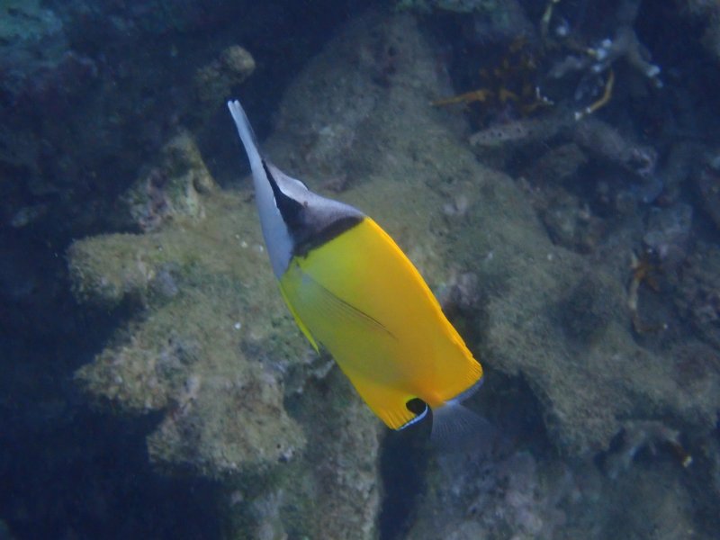 Divesite Image
