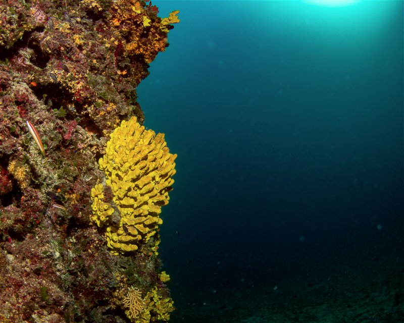 Divesite Image