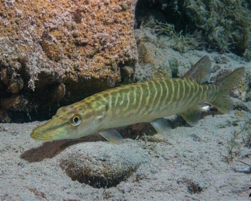 Divesite Image