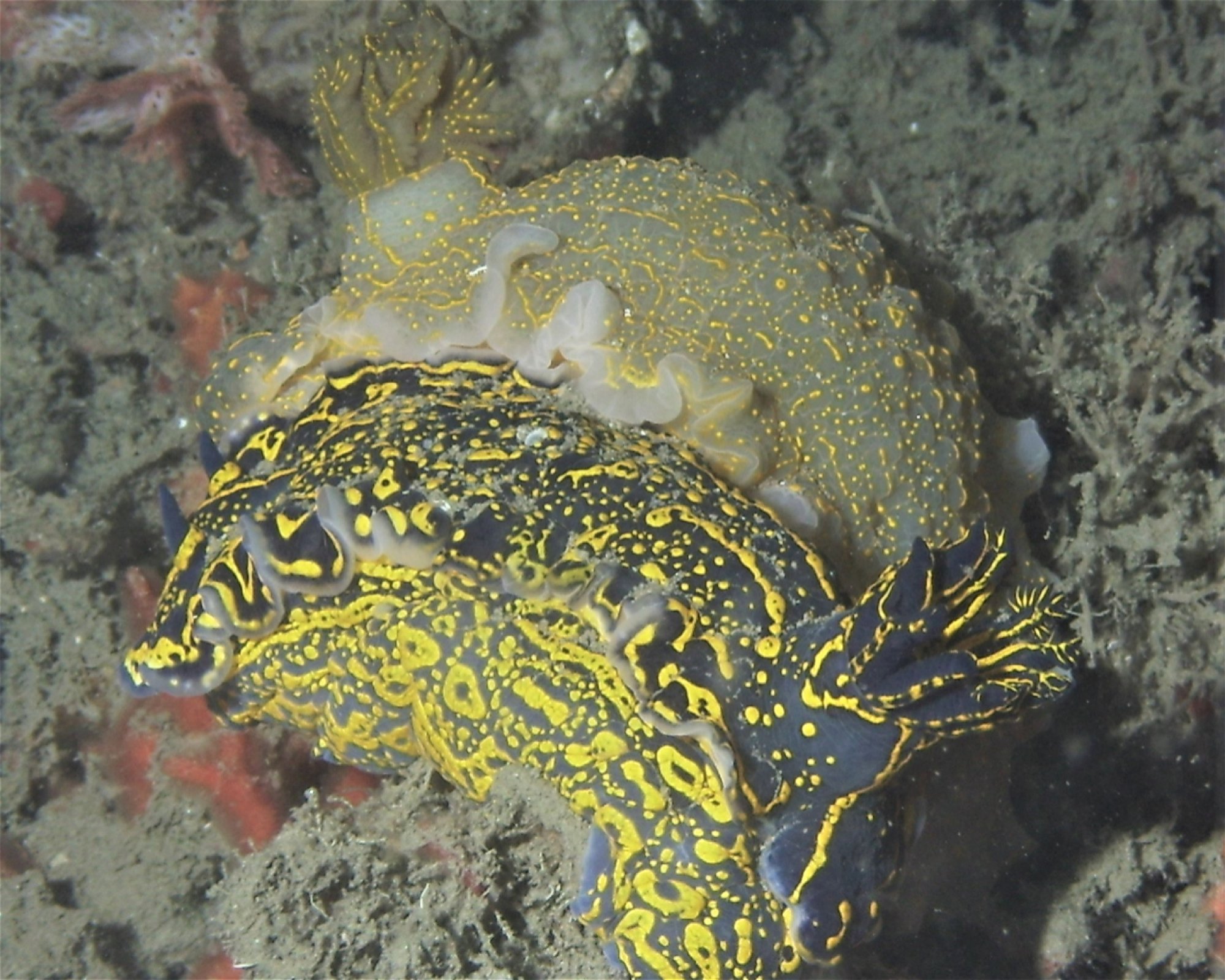 DIVING CENTER SERVICE NEREO SUB, 17028 SPOTORNO