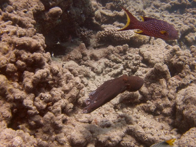Divesite Image