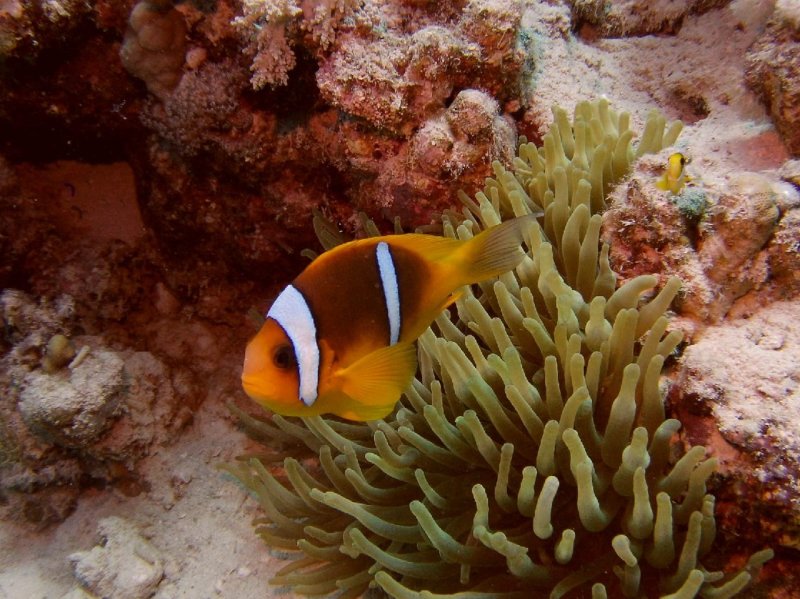 Divesite Image
