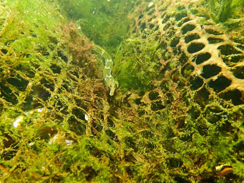 Divesite Image