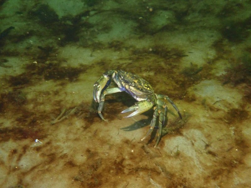 Divesite Image