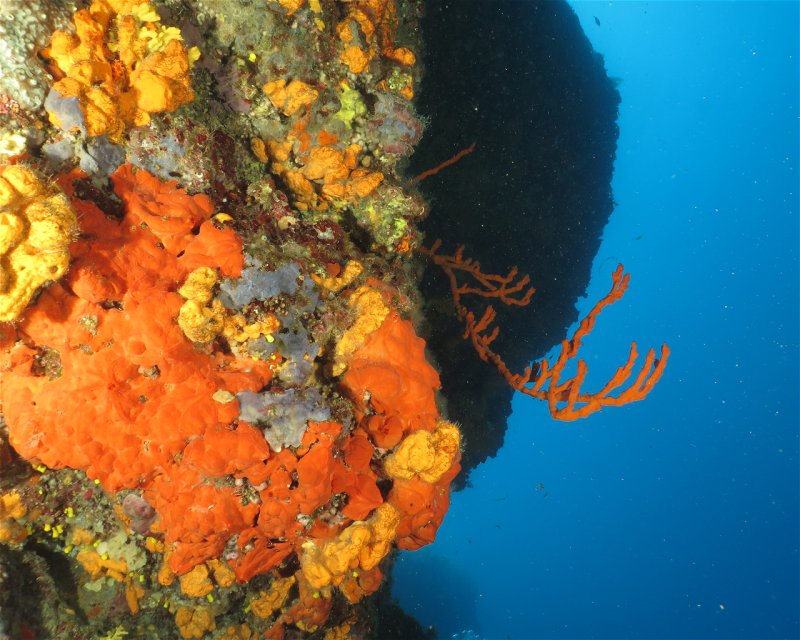 Divesite Image