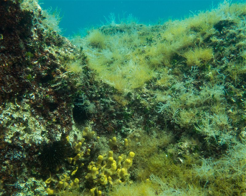 Divesite Image