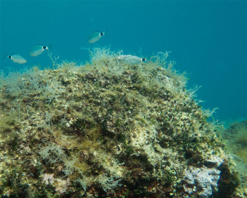 Divesite Image