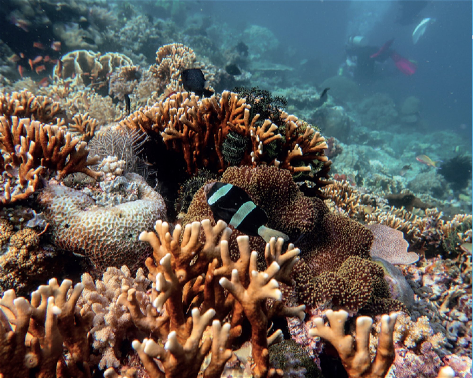 iDIVE Komodo, 86554 Labuan Bajo