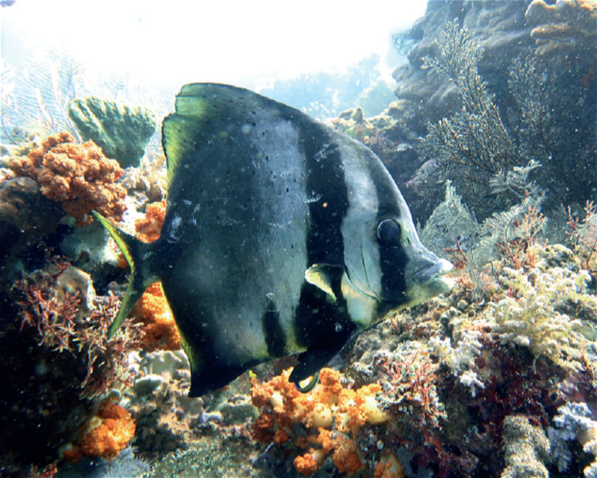 iDIVE Komodo, 86554 Labuan Bajo
