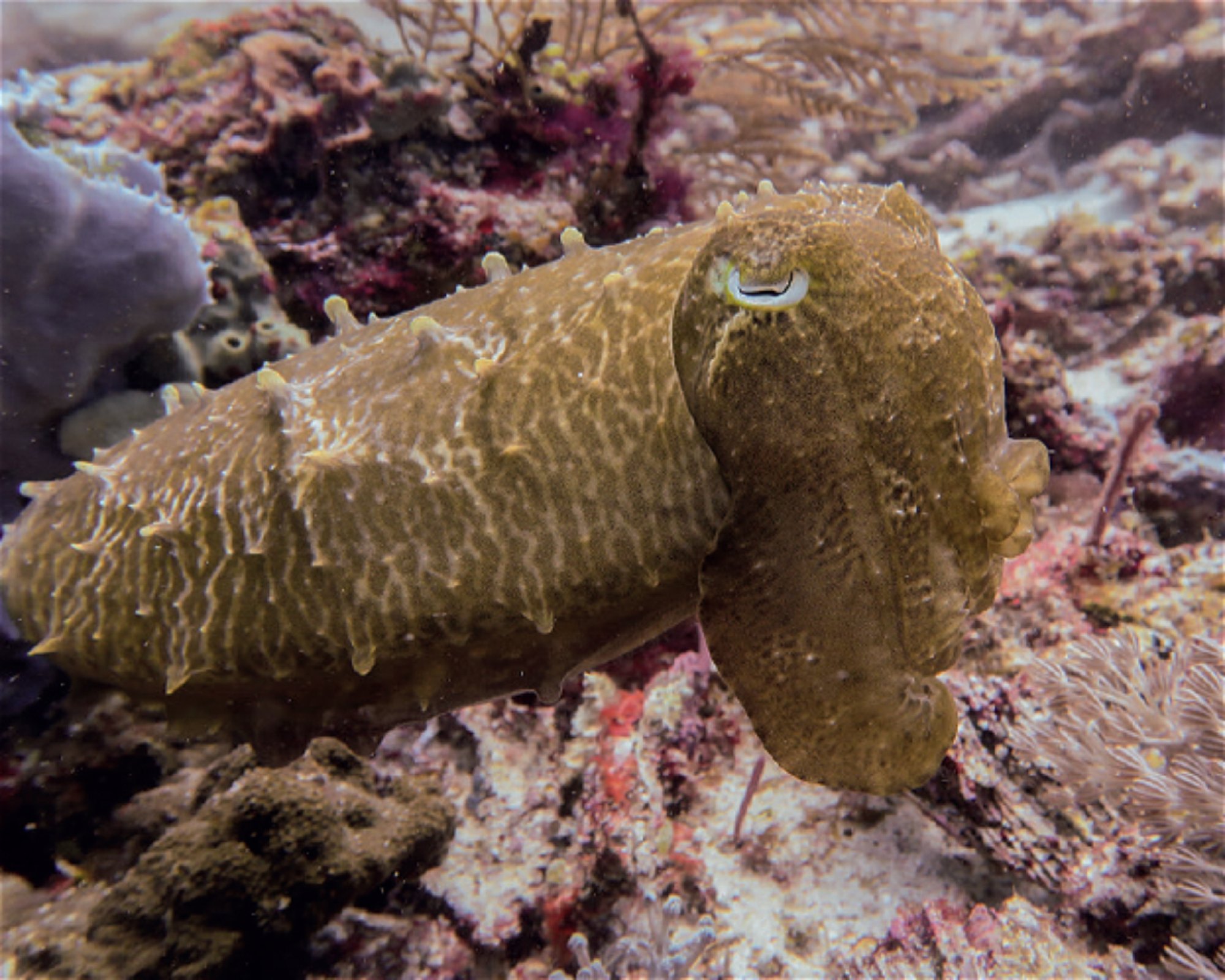iDIVE Komodo, 86554 Labuan Bajo