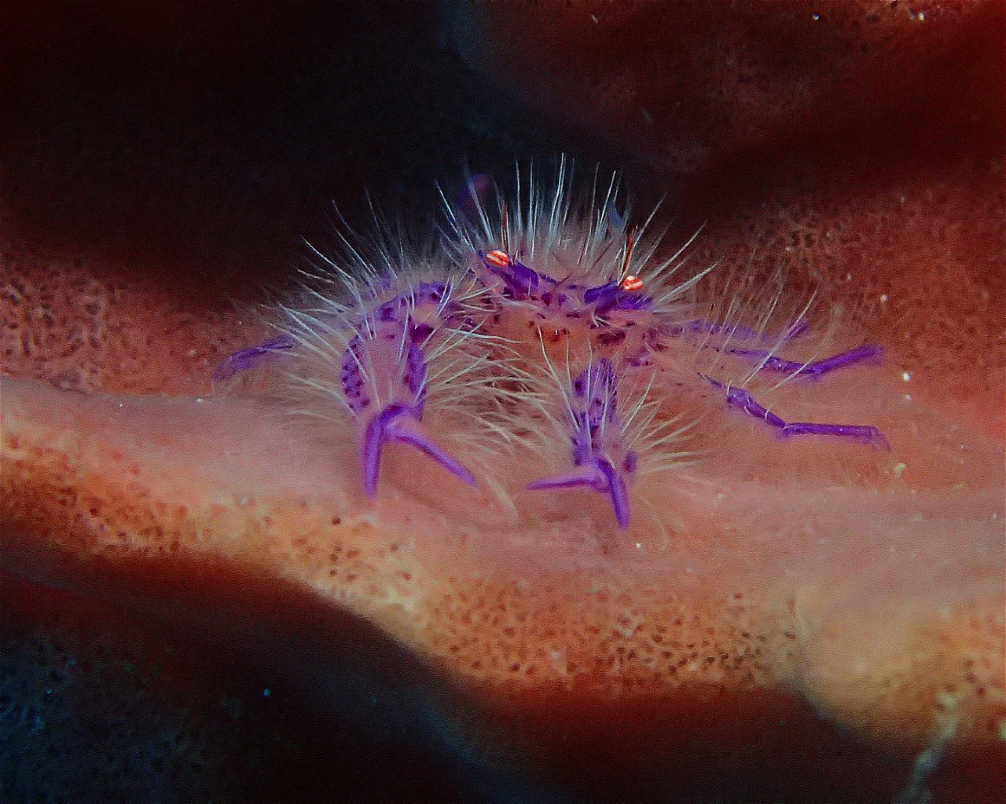 Wet Frog Divers, RT/RW 005/002 Labuan Bajo Desa Gorontalo Kec