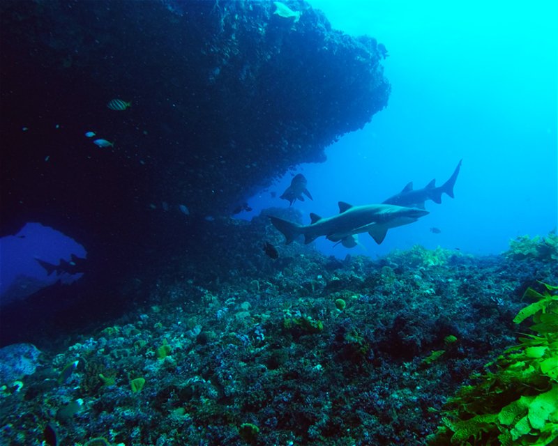Divesite Image