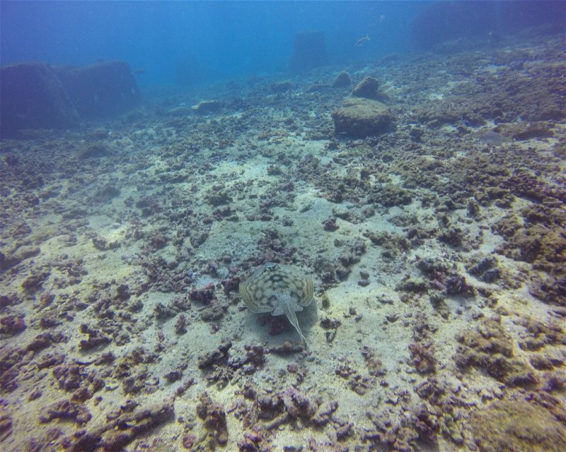 Divesite Image