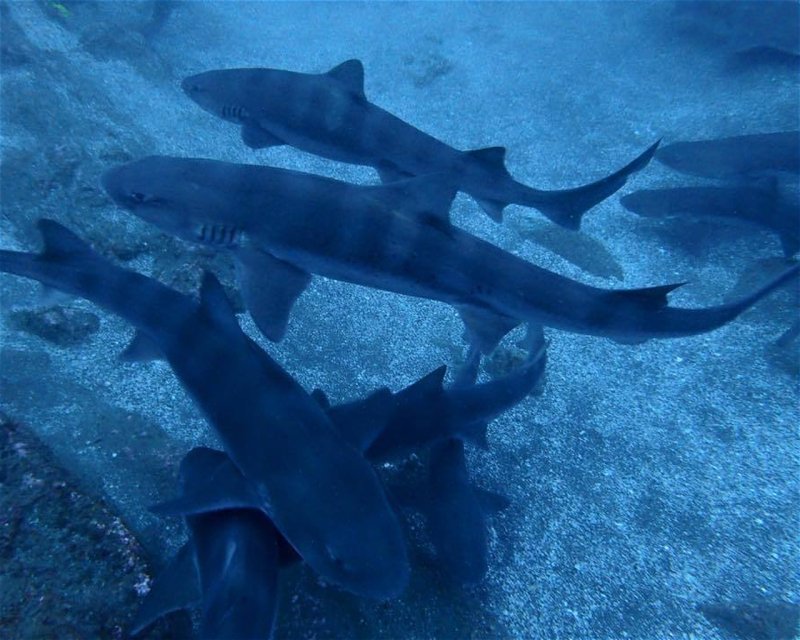Divesite Image