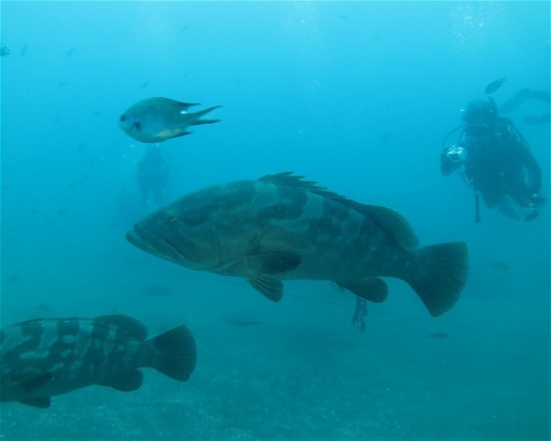 Divesite Image