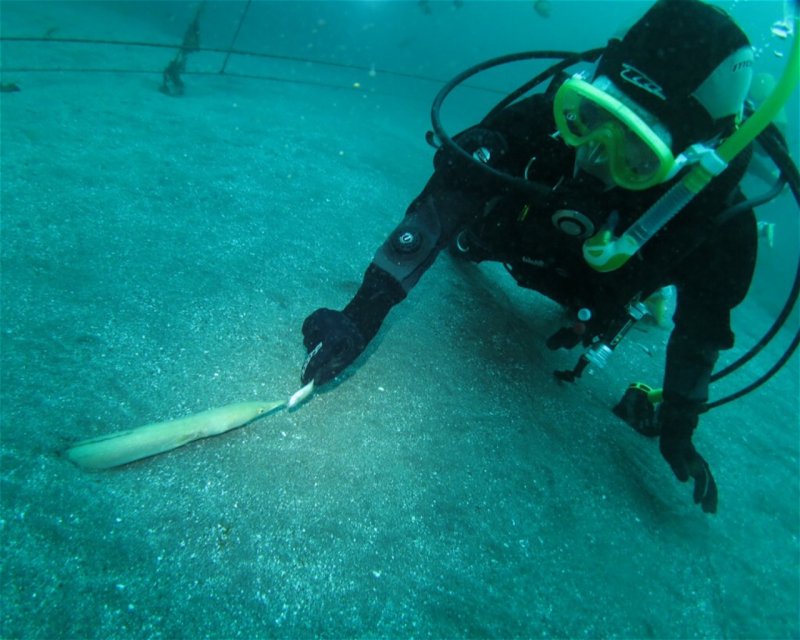 Divesite Image