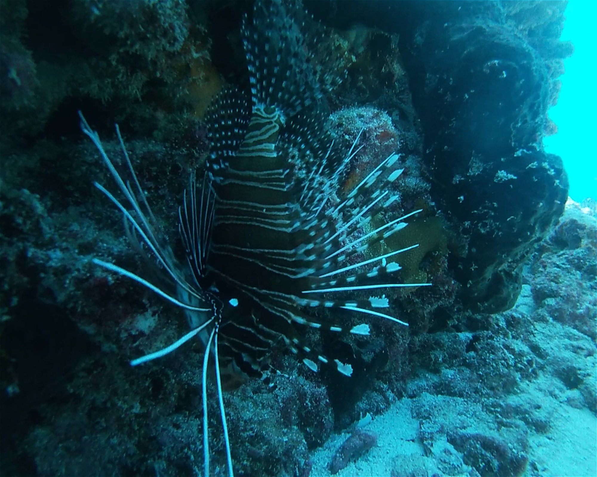 THE SIX PASSENGERS, 98775 AVATORU - RANGIROA
