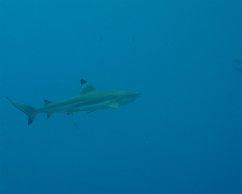 Divesite Image