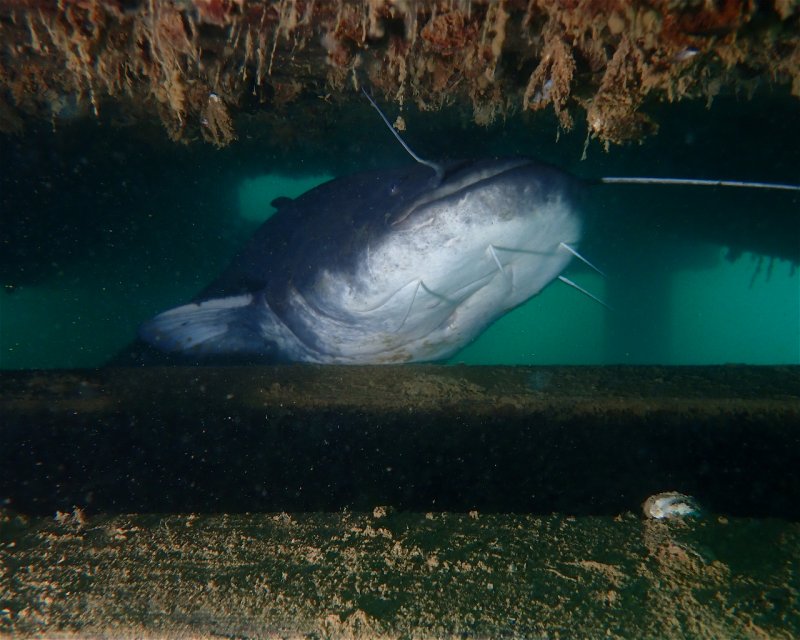 Divesite Image