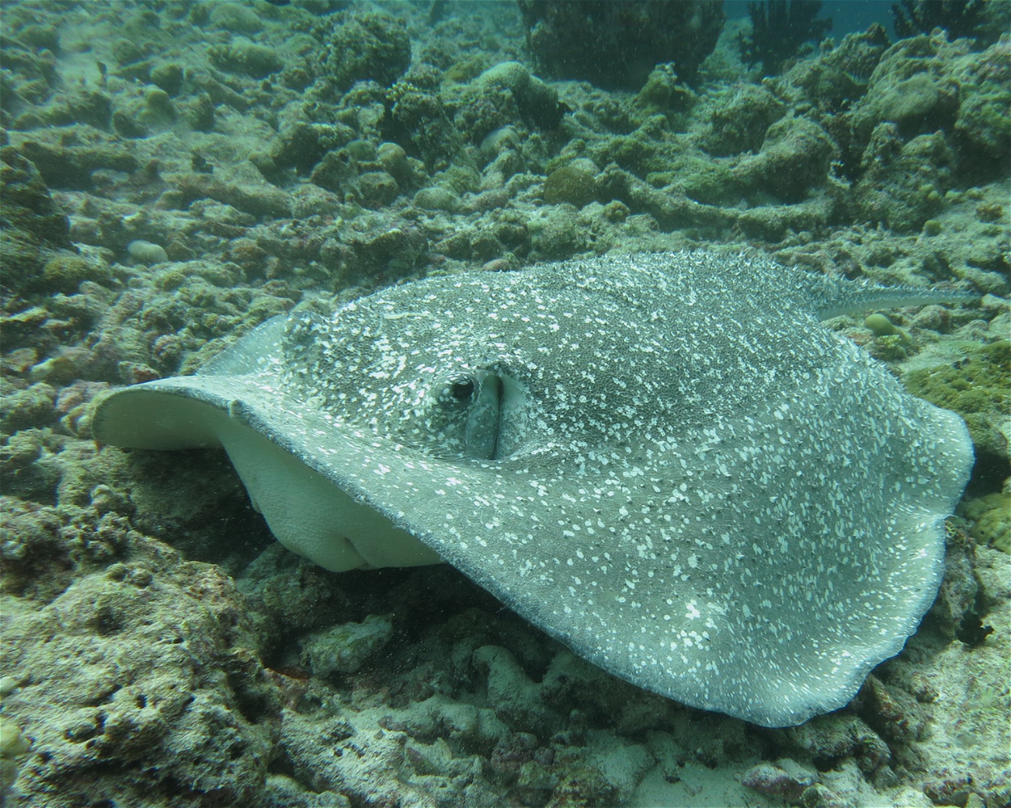DivePoint Hudhuran Fushi, 20193 Male