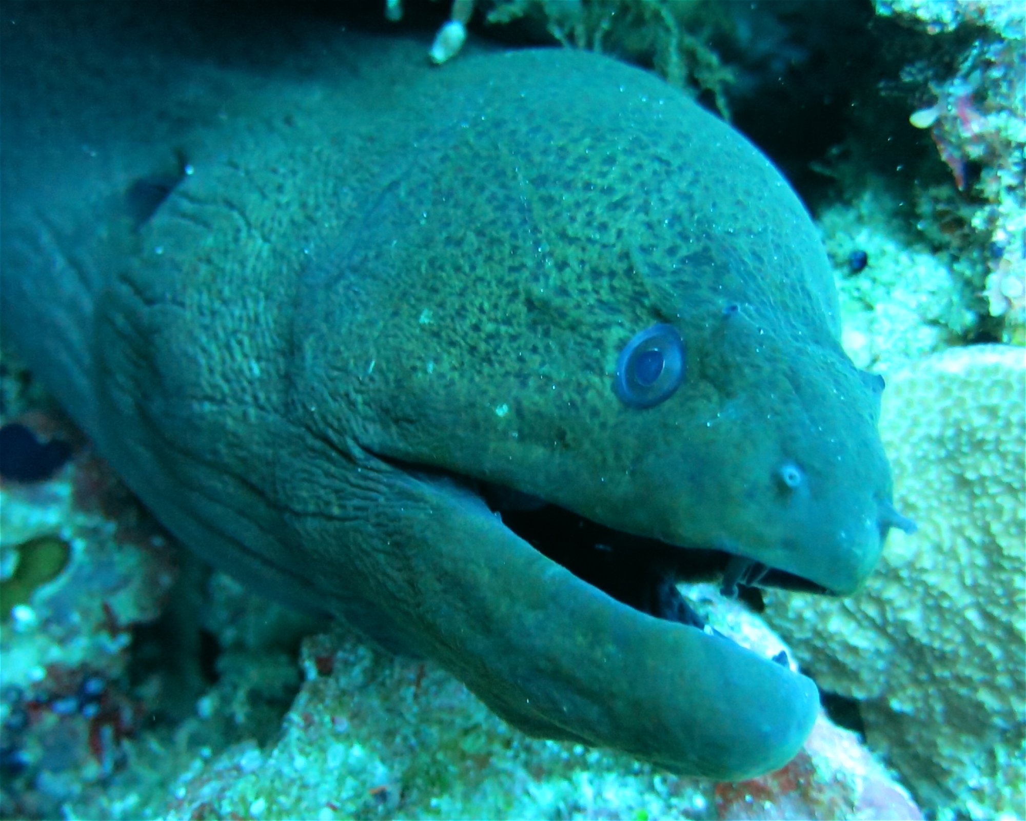 DivePoint Hudhuran Fushi, 20193 Male