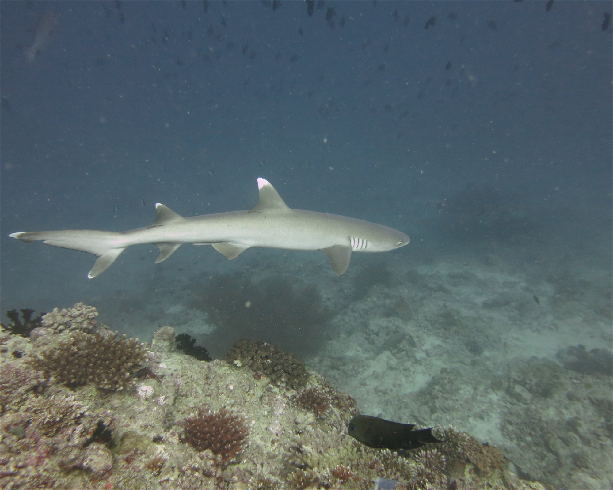 DivePoint Hudhuran Fushi, 20193 Male