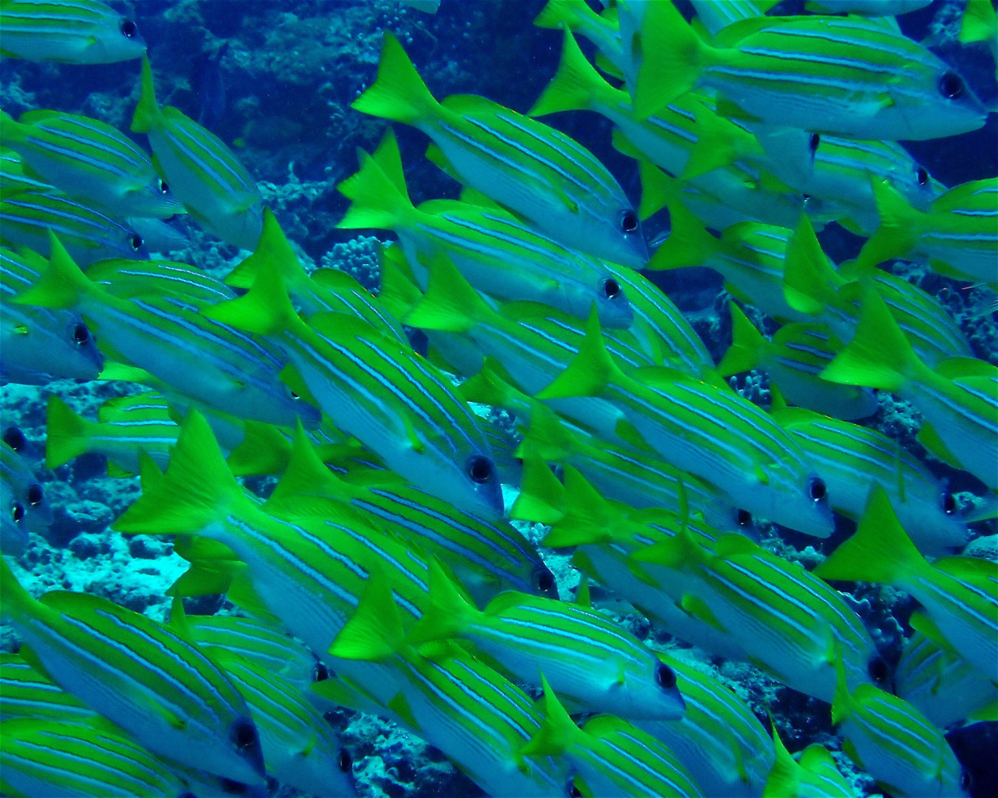DivePoint Hudhuran Fushi, 20193 Male