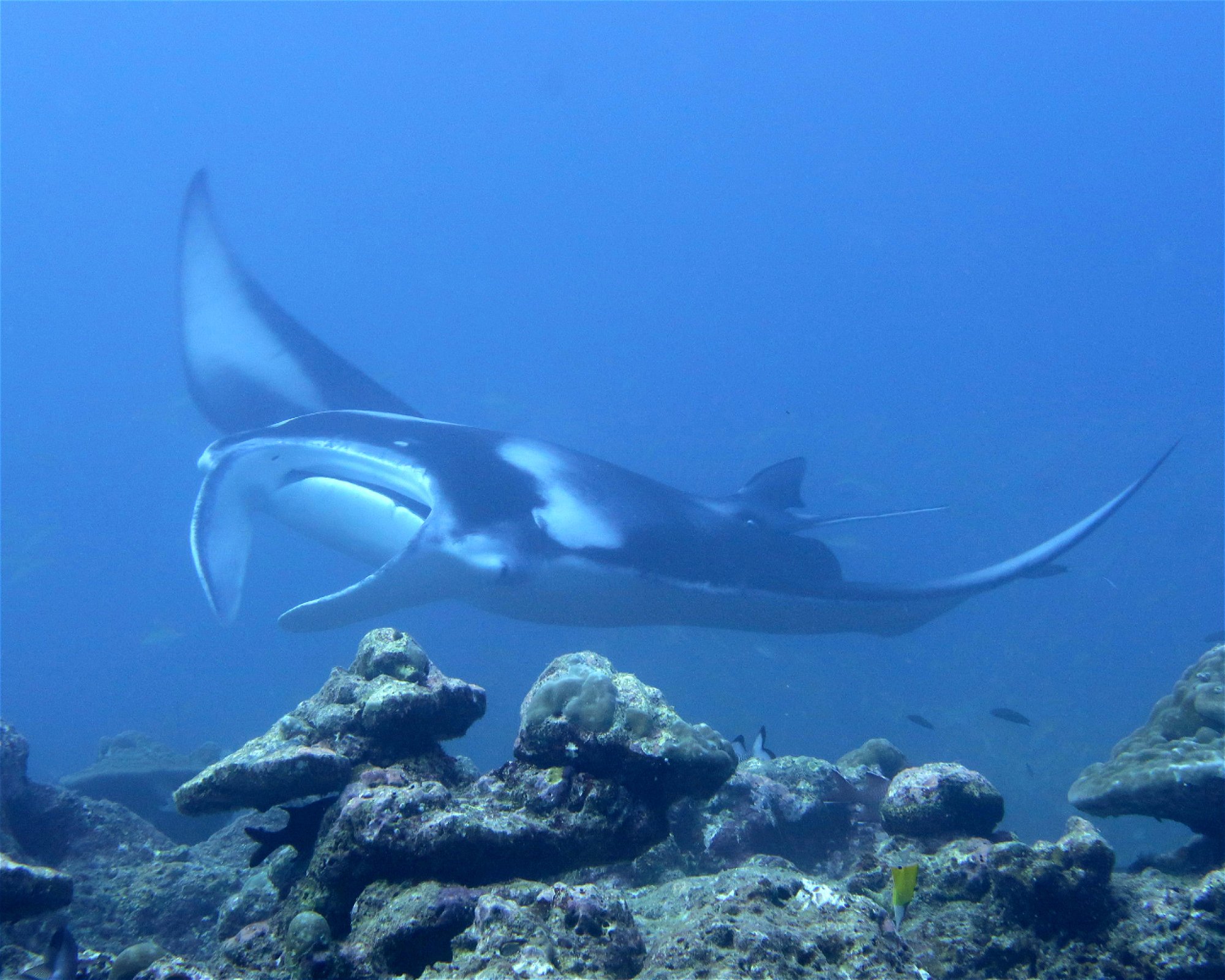 DivePoint Hudhuran Fushi, 20193 Male