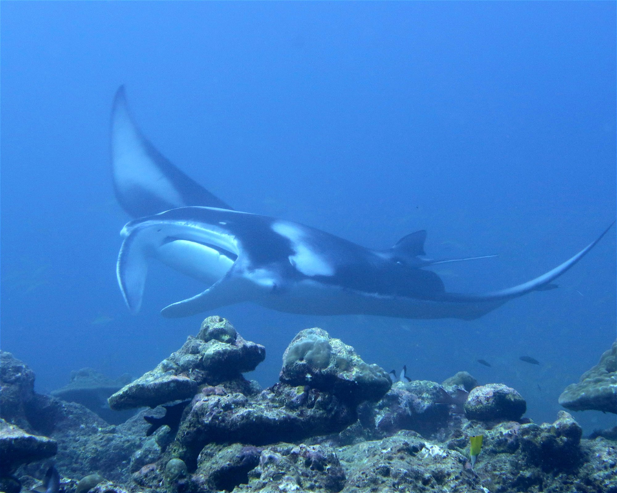 DivePoint Hudhuran Fushi, 20193 Male