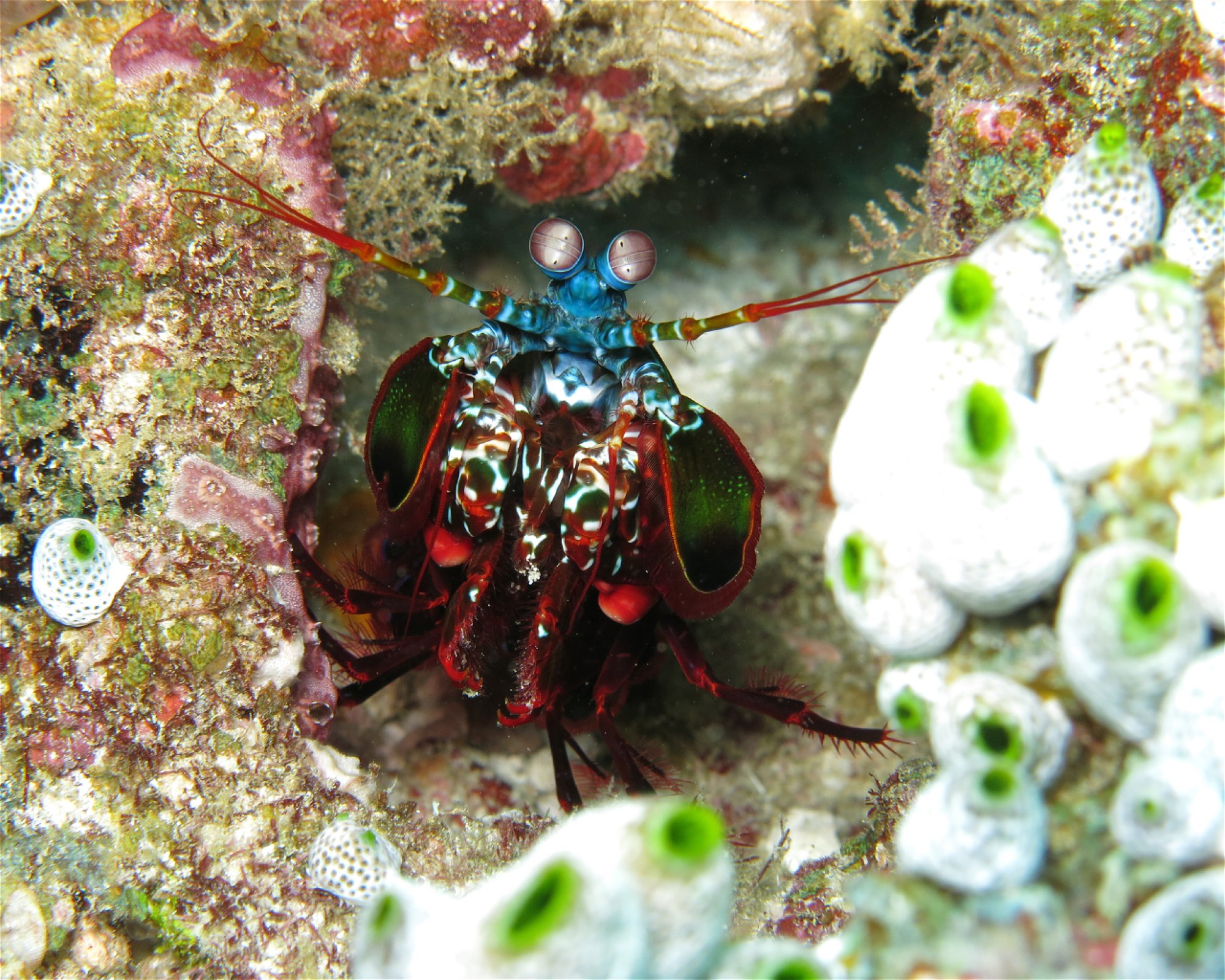 DivePoint Hudhuran Fushi, 20193 Male