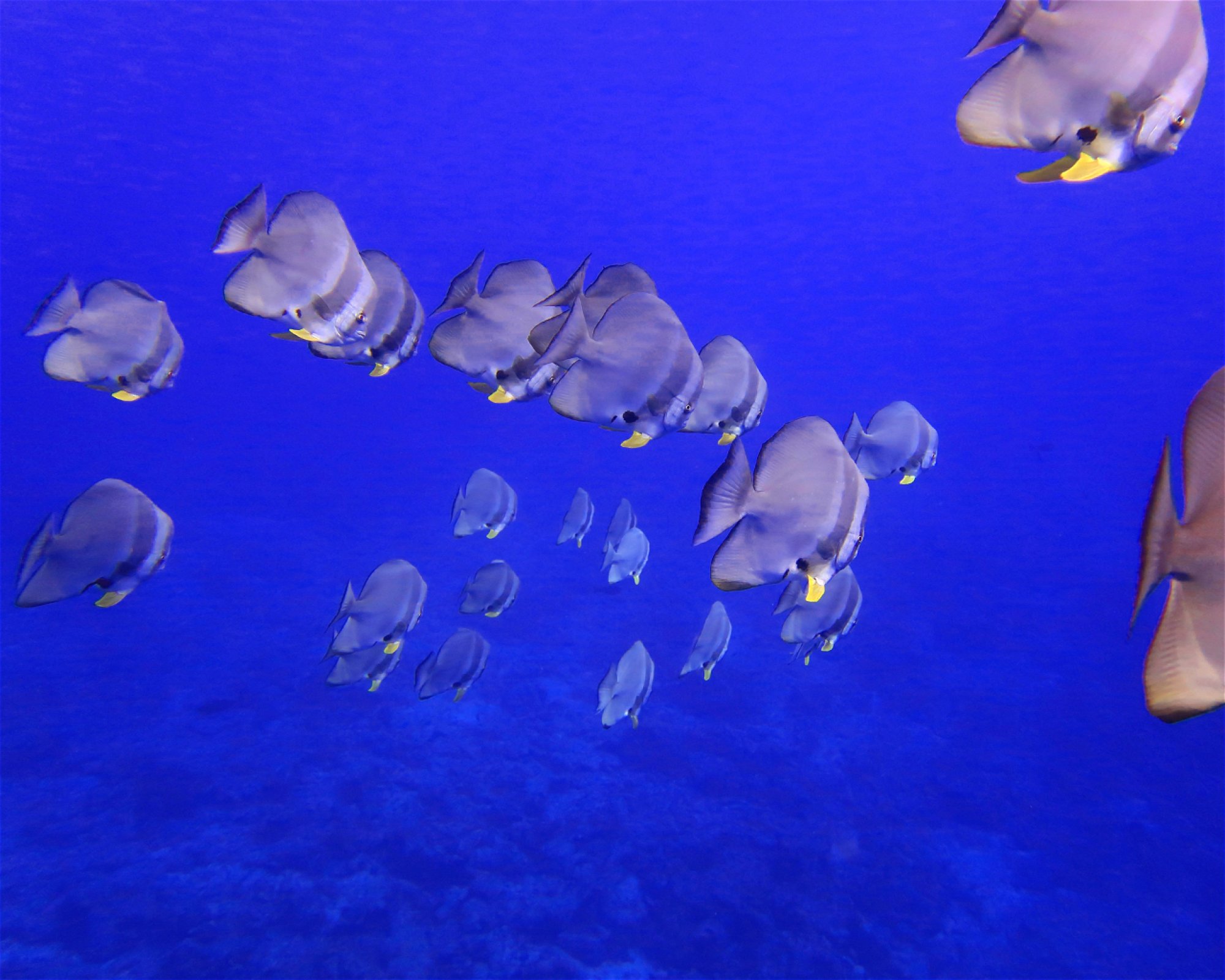 DivePoint Hudhuran Fushi, 20193 Male