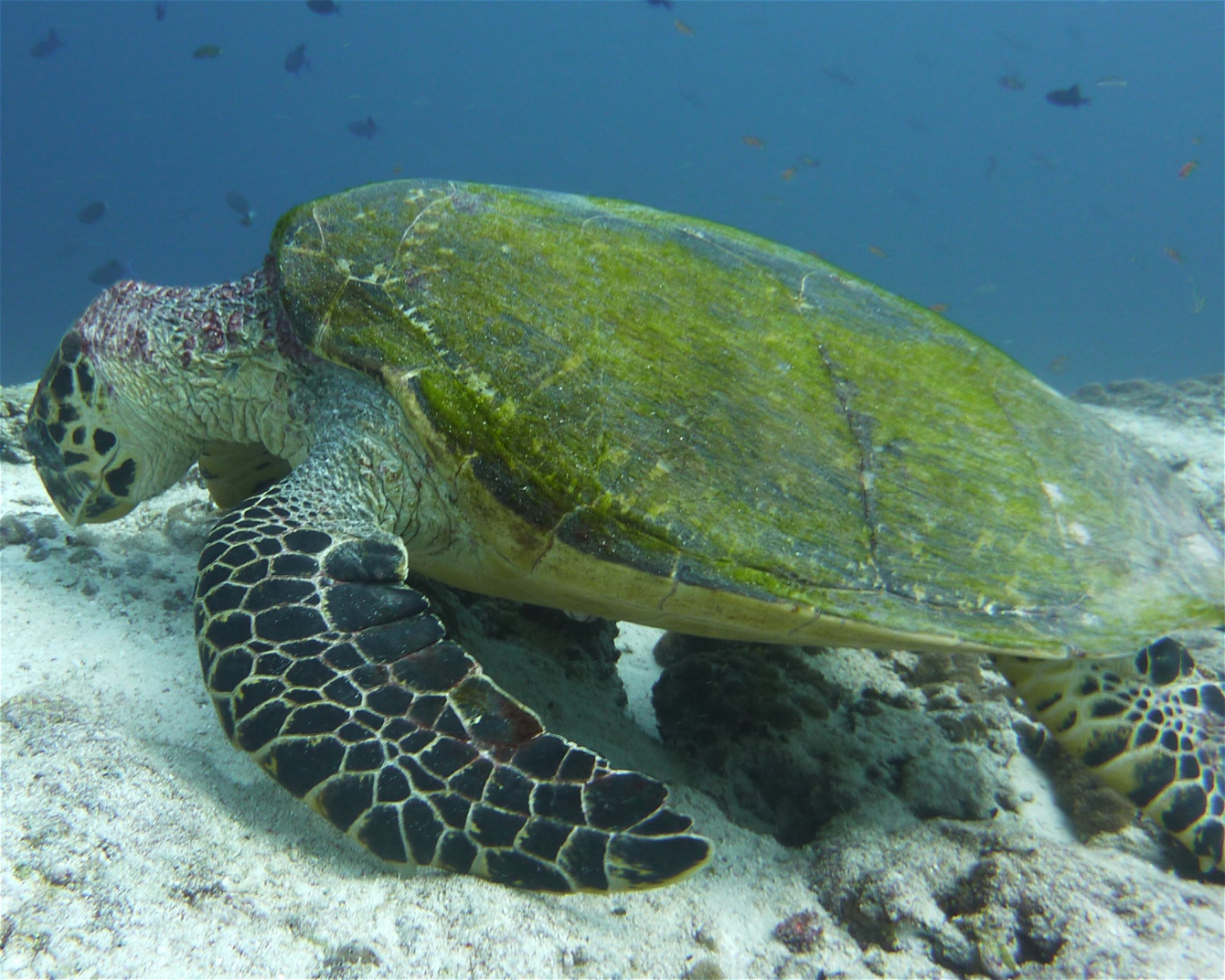 DivePoint Hudhuran Fushi, 20193 Male