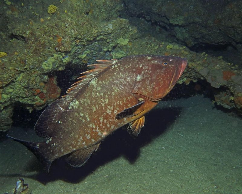 Divesite Image