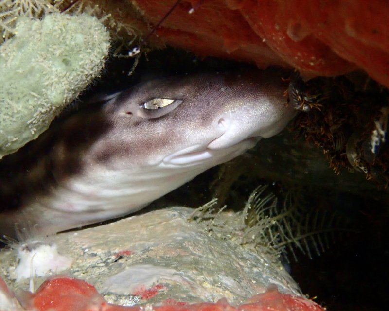 Divesite Image